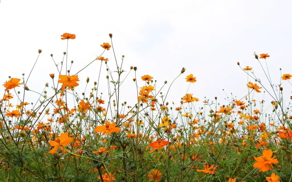 Orange cosmos flowers in a field