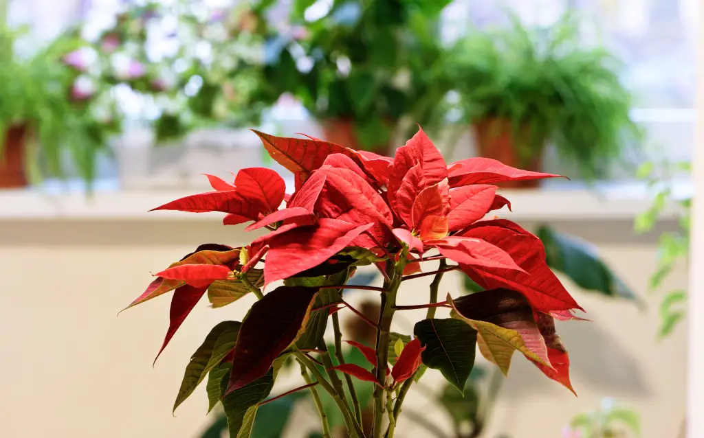 Poinsettia is a favorite flowering bush in Mexico