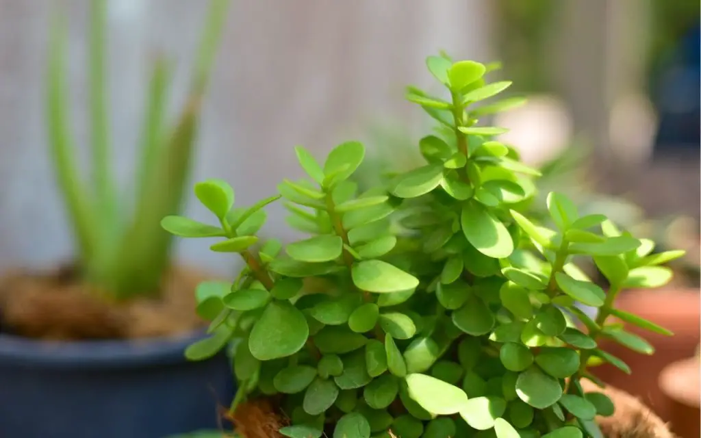 Jade plant cultivars