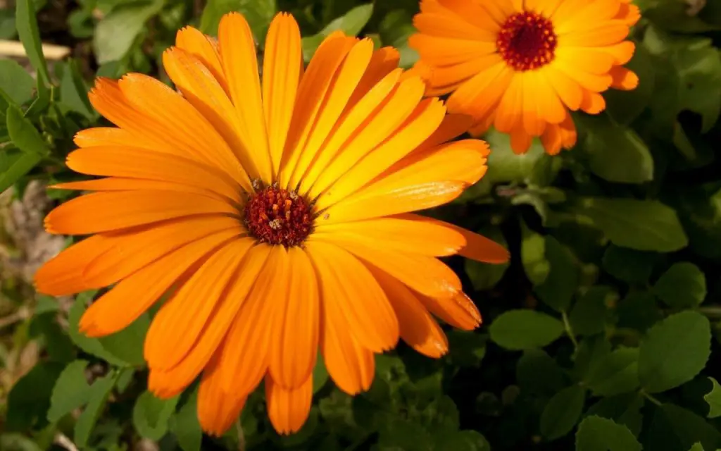 types of Marigold flowers