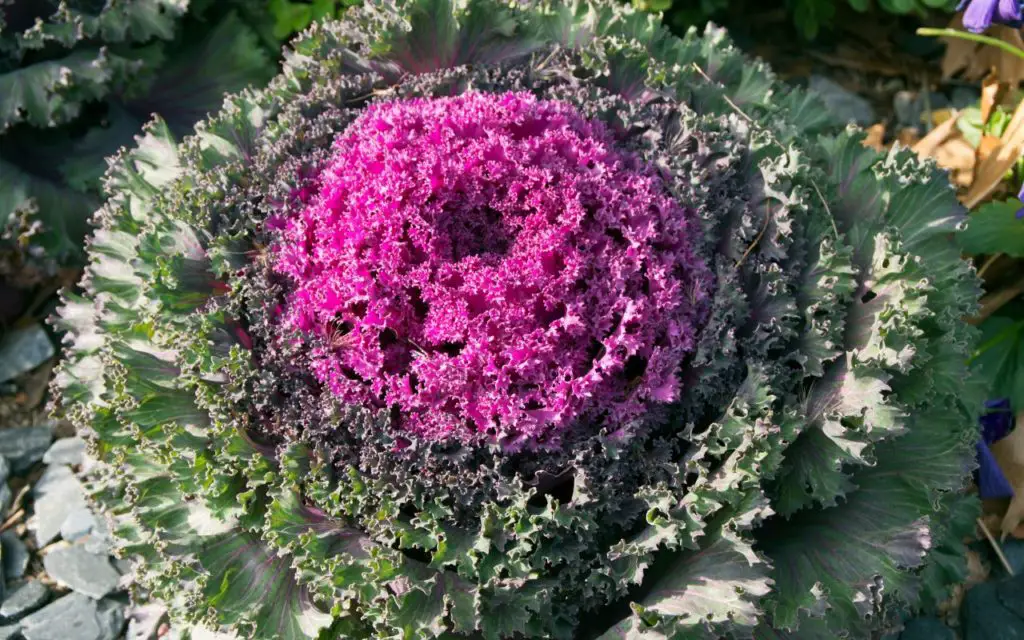 Flowering Kale recipes