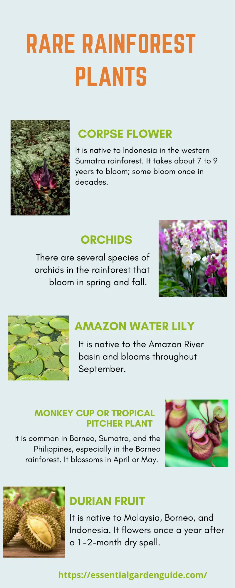 10 Types of tropical rainforest plants