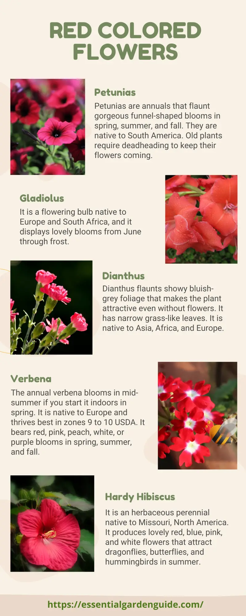 What are the most popular red flowers?