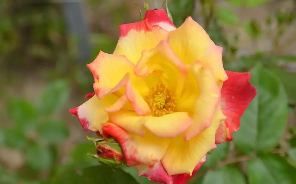 Rosa ‘Double Delight kind of multi'colored rose
