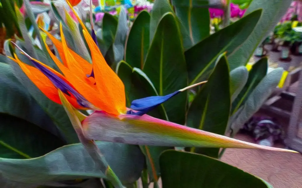 An orange Bird of Paradise flower