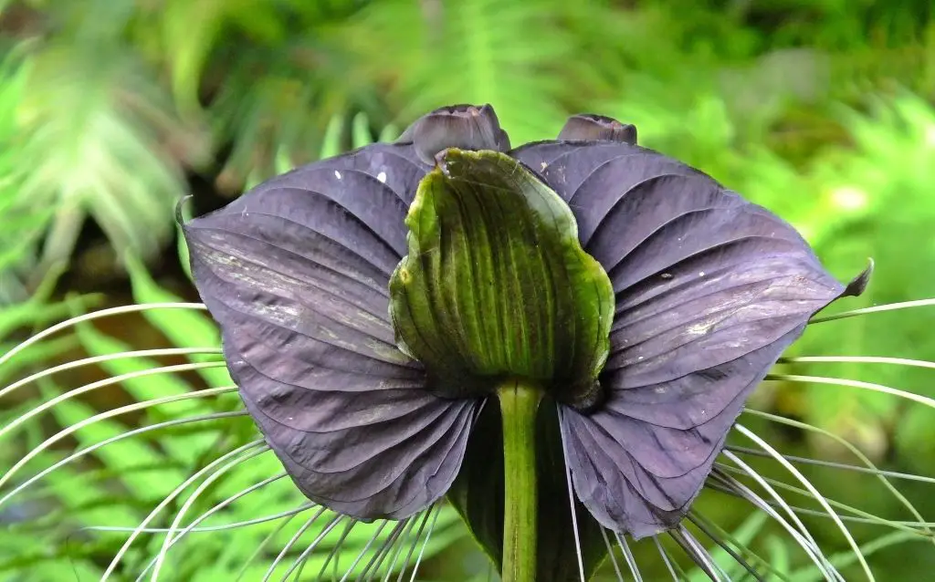 Bat orchid petal are black colored