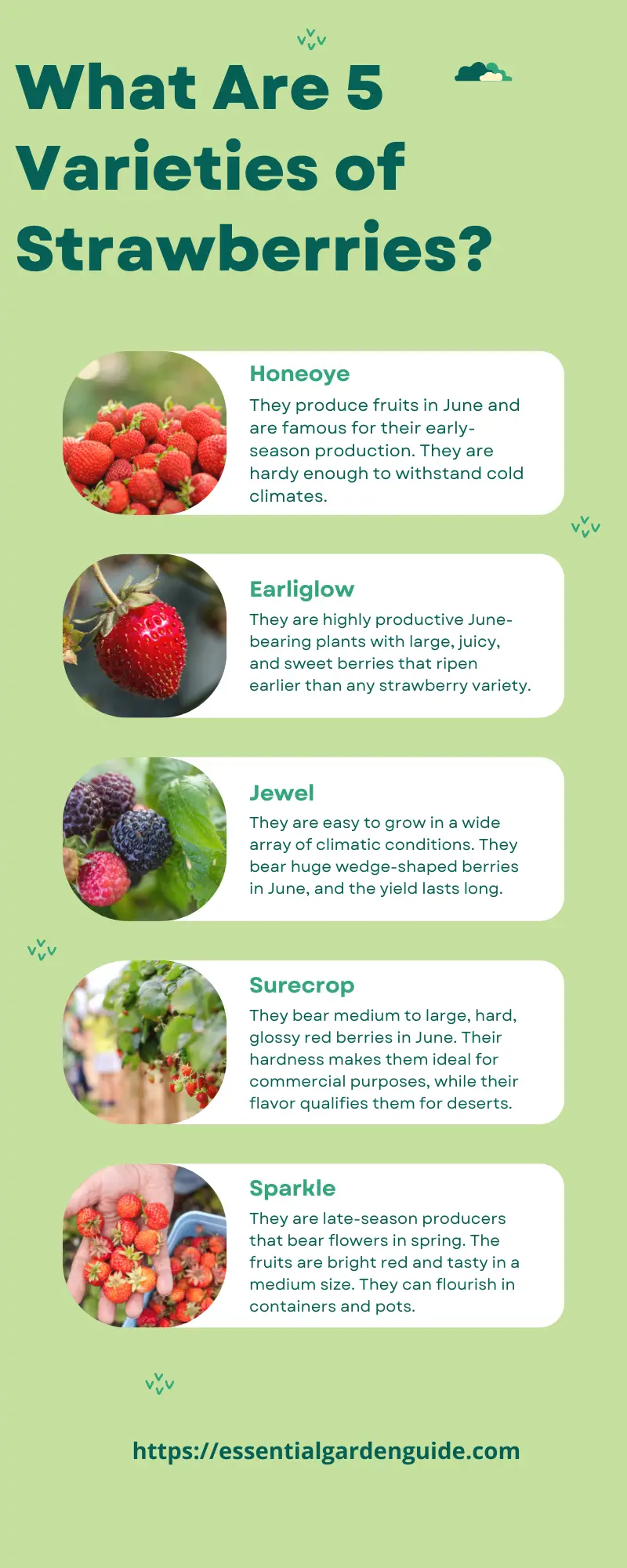 What are the top 5 types of strawberries?