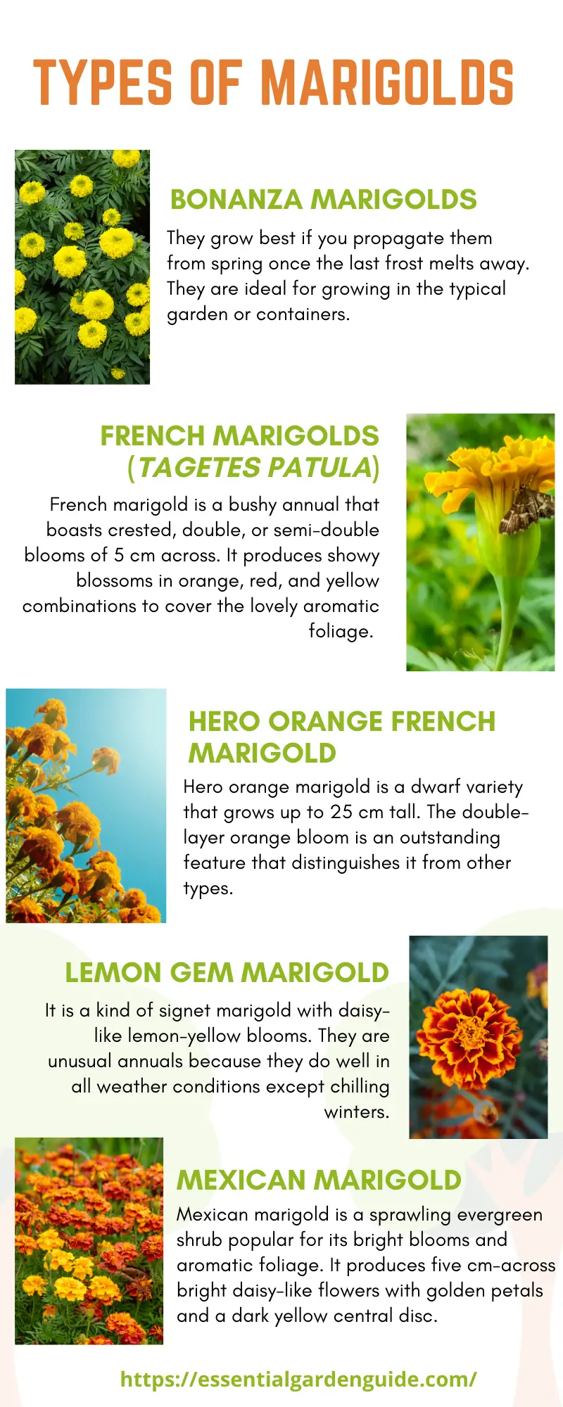 Top 10 types of Marigolds