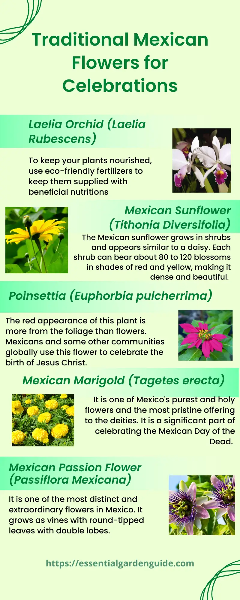 Popular flowers in Mexico Infographic