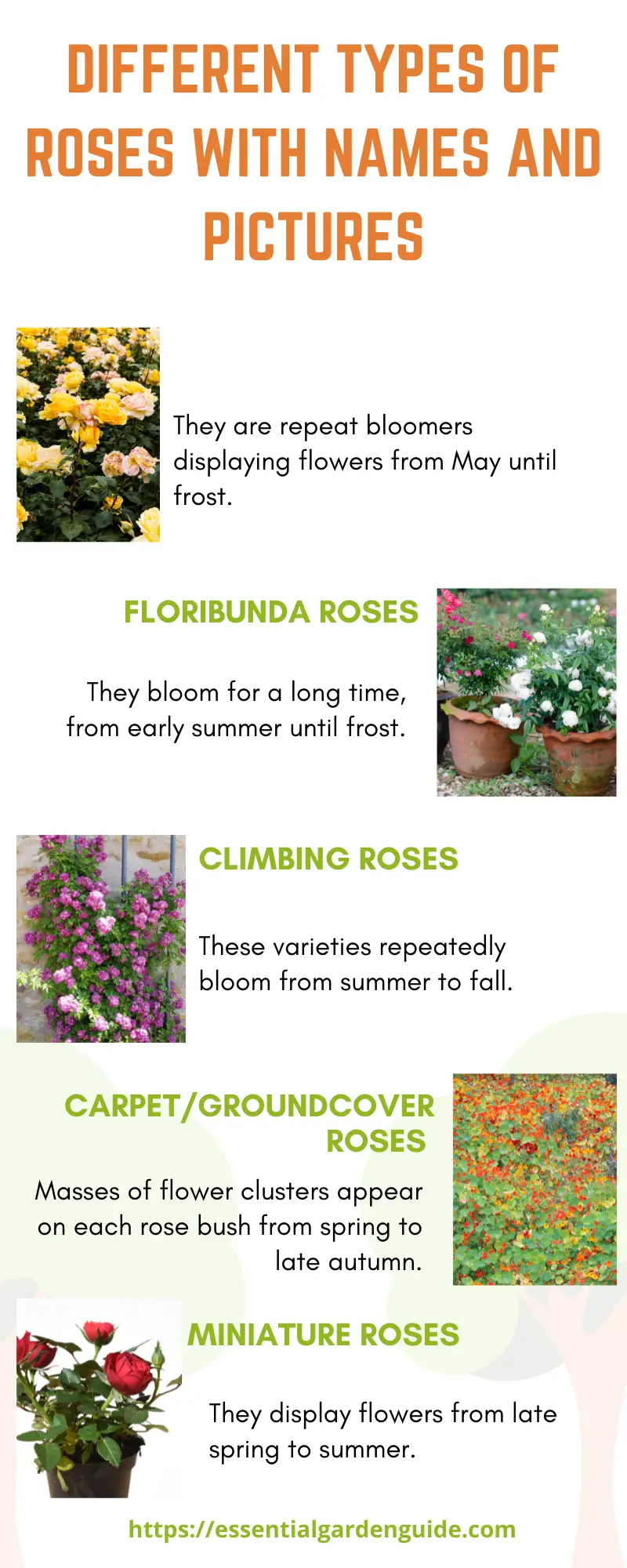 Popular rose plant types for the garden