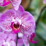 What Are the Major Types of Orchid Plants?