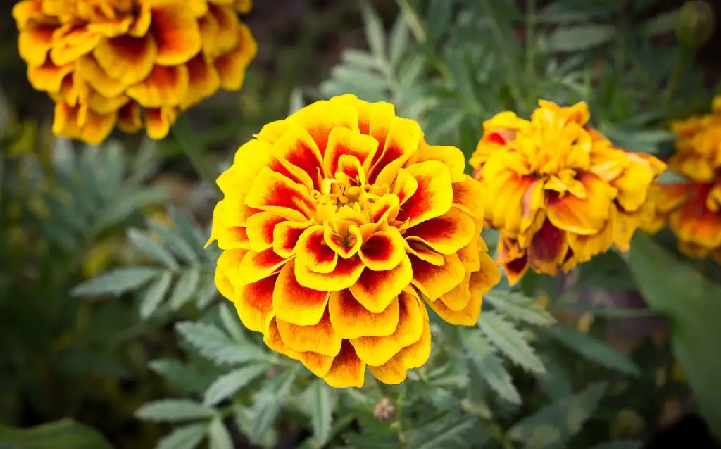 Marigolds with yellow flowers are common