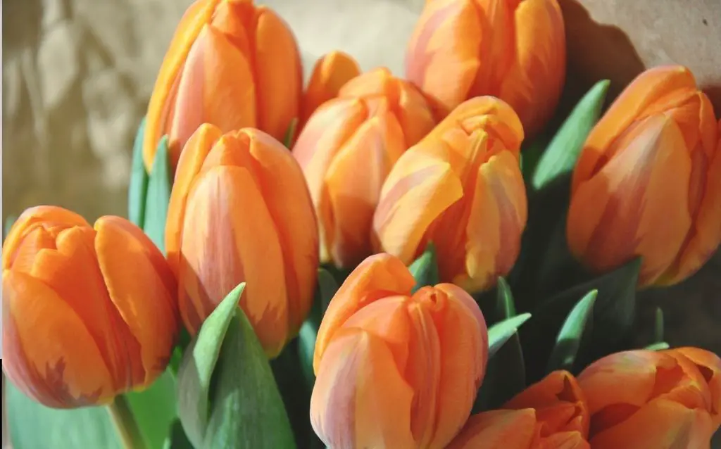 A variety of tulip with orange petals