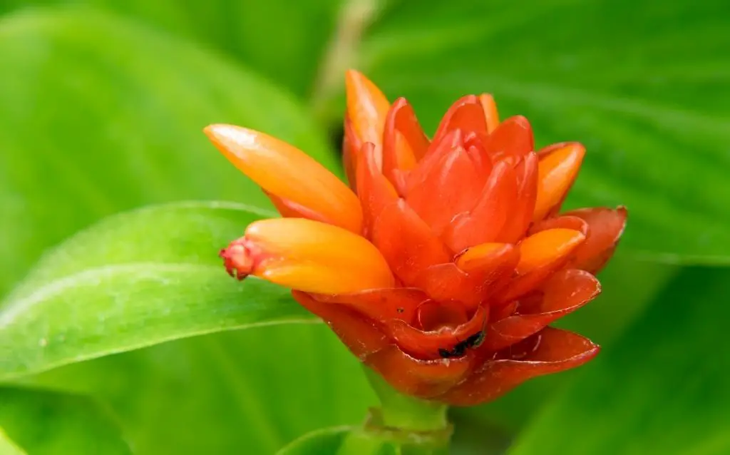 orange flower of Orange tulip ginger plant