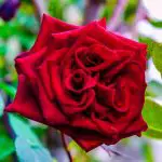 types of roses . red rose