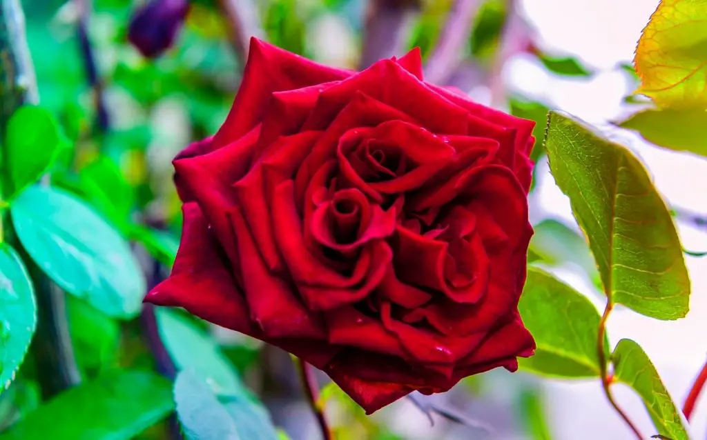 types of roses . red rose
