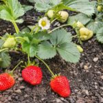 Top 5 Types of Strawberry Plants