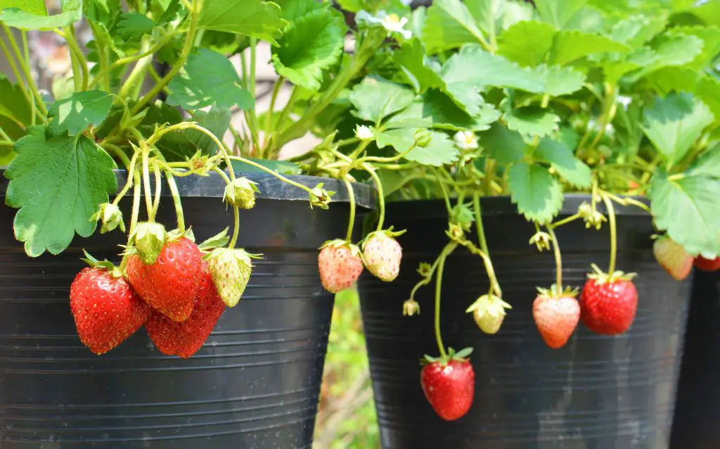 How many different kinds of strawberries are there?