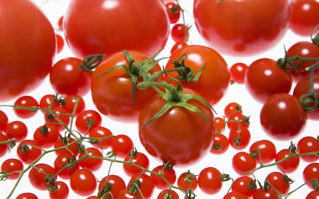 5 different kinds of tomato plants