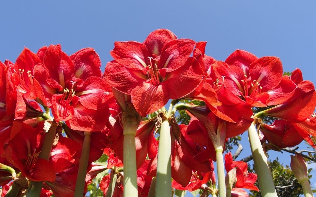 Flower starting with A - Amaryllis