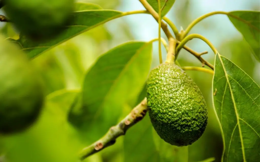 Trees beginning with A - Avacado