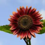 Top 10 types of Sunflowers