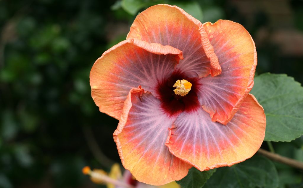 Chinese hibiscus flowers are edible