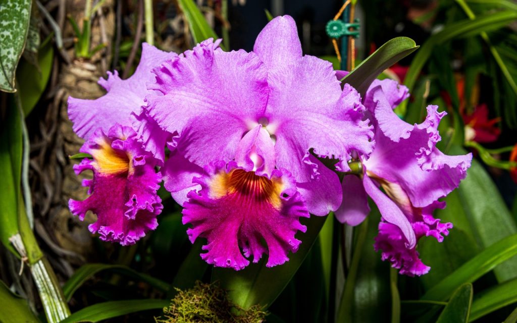 popular Brazilian flowers - Catleya Orchid