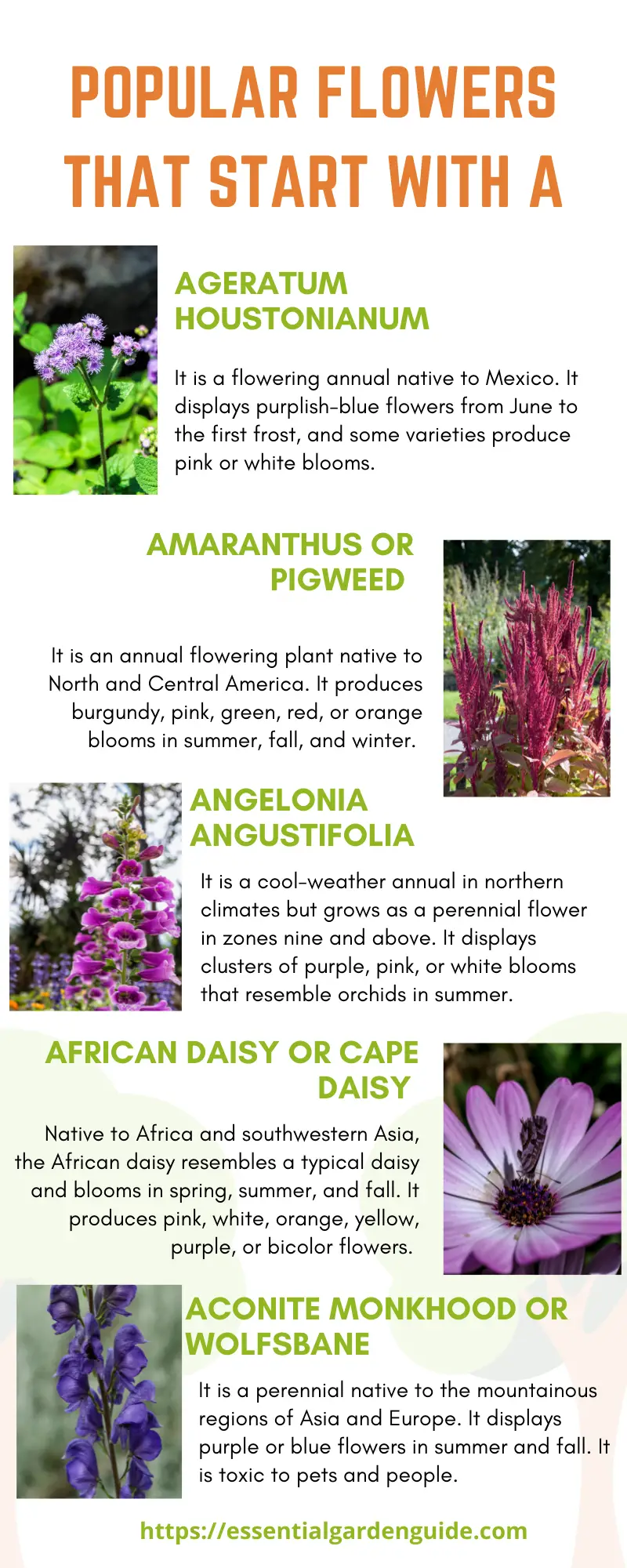 Infographic - 5 flowers starting with A Ageratum, Aconite, African Daisy, Angelonia Ameranthus,