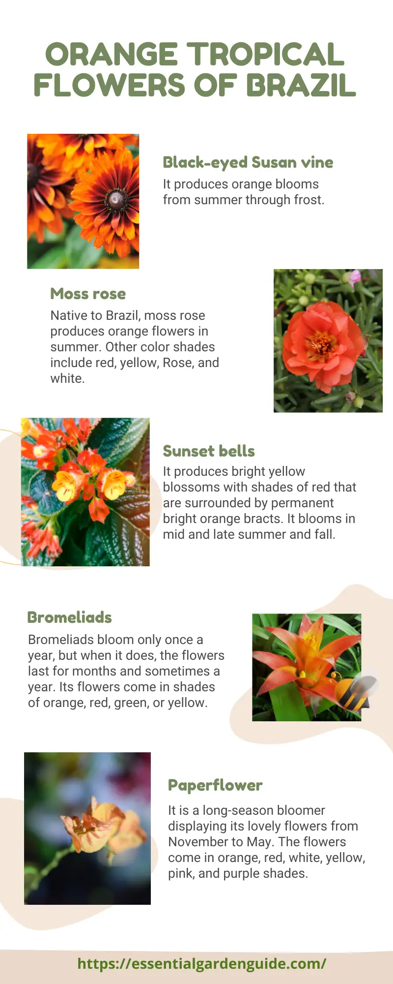 Orange Tropical Flowers of Brazil