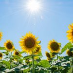How to care for Skyscraper Sunflowers