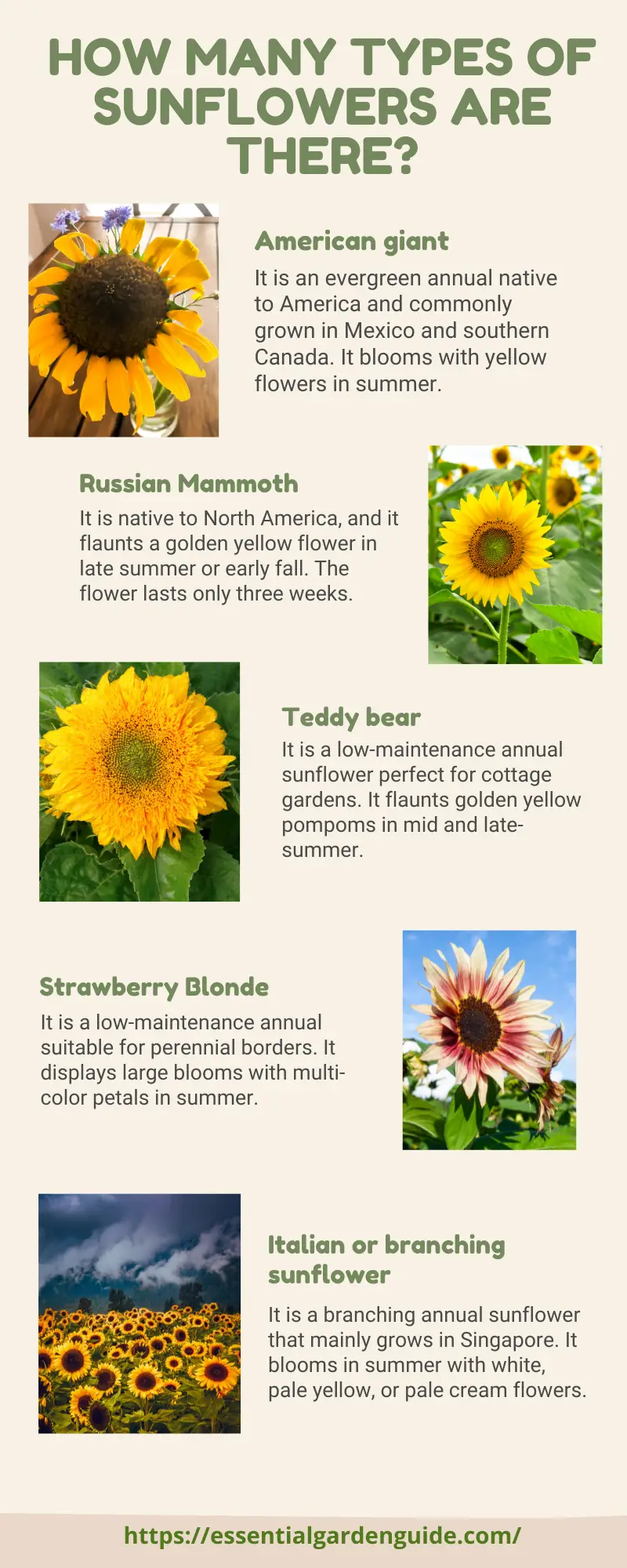 Top 10 Types of Sunflowers