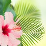 Can You Eat Hibiscus Flowers?