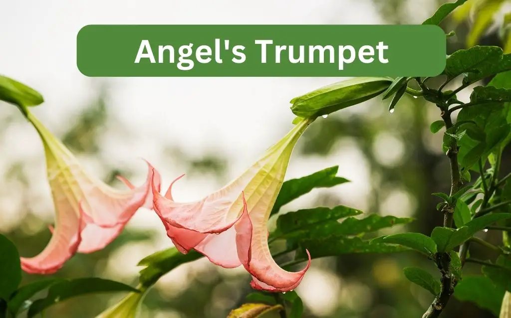 Angel's Trumpet flower
