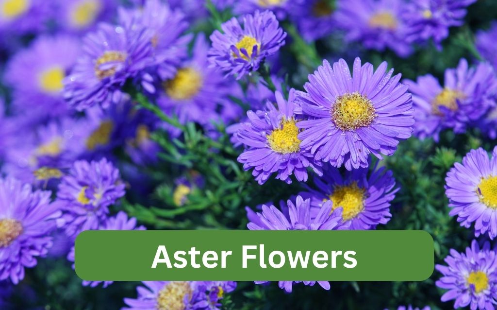 Aster flowers (purple)