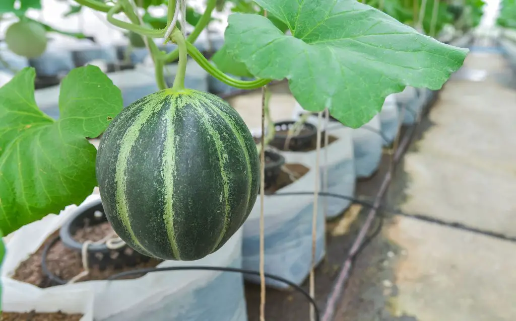 Melons grow well in pots with plenty of water and sunshine