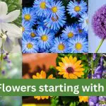 30 Flowers That Start With A