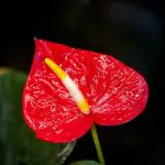 Anthurium Lily Care Sheet