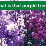 Identify tree purple flowers
