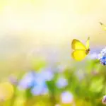 Butterflies around flowers