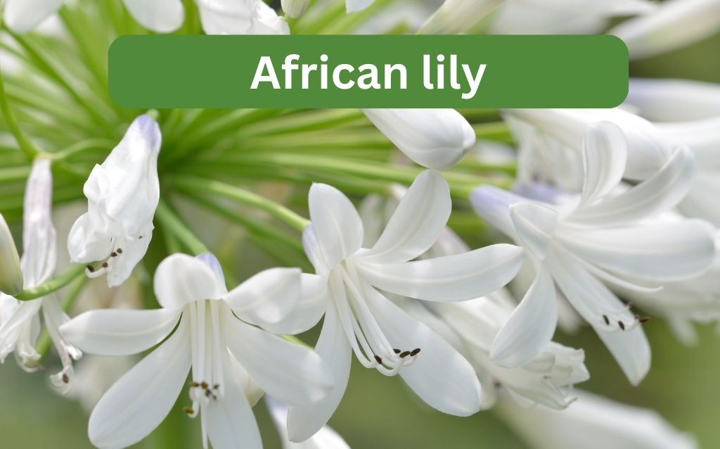 African Lily flower