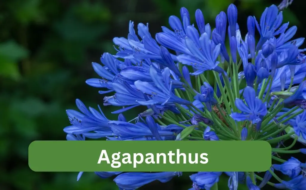 Agapanthus with blues flowers