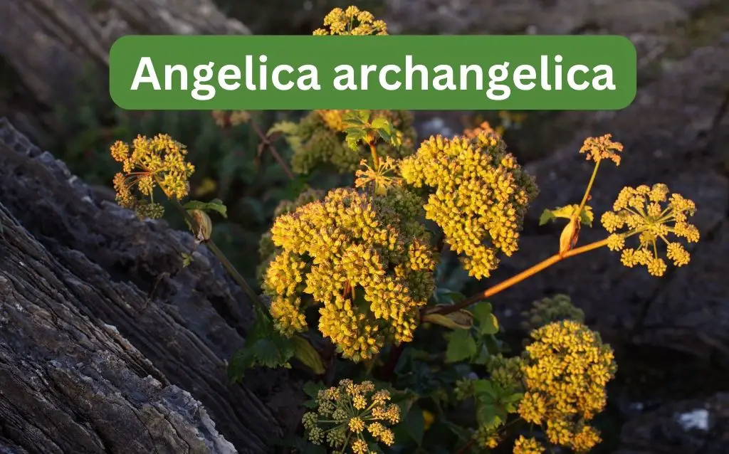 Angelica archangelica growing on rocks