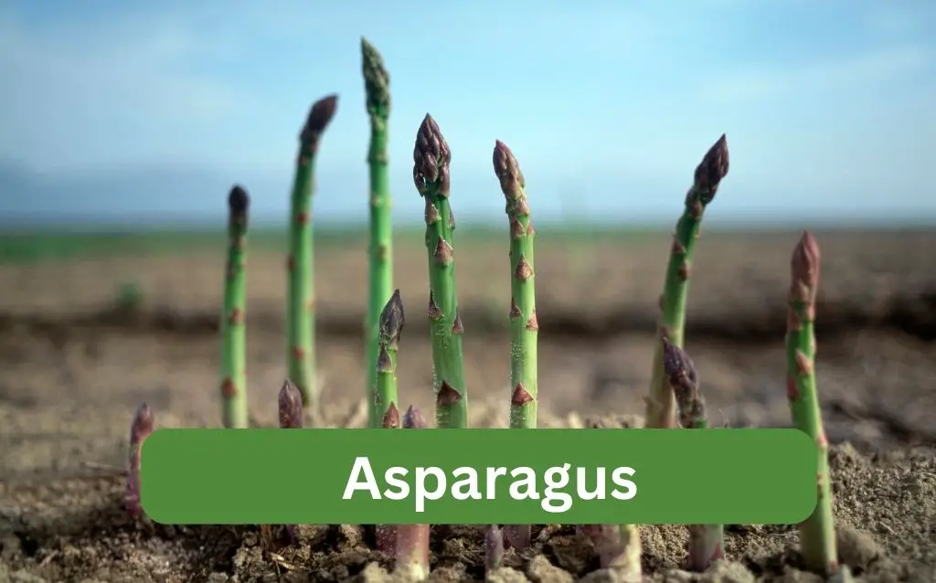 Asparagus shoots growing in soil