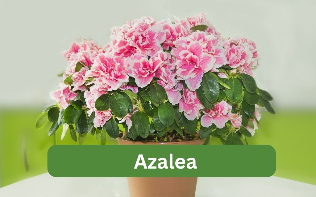Pink Azalea flower in pot