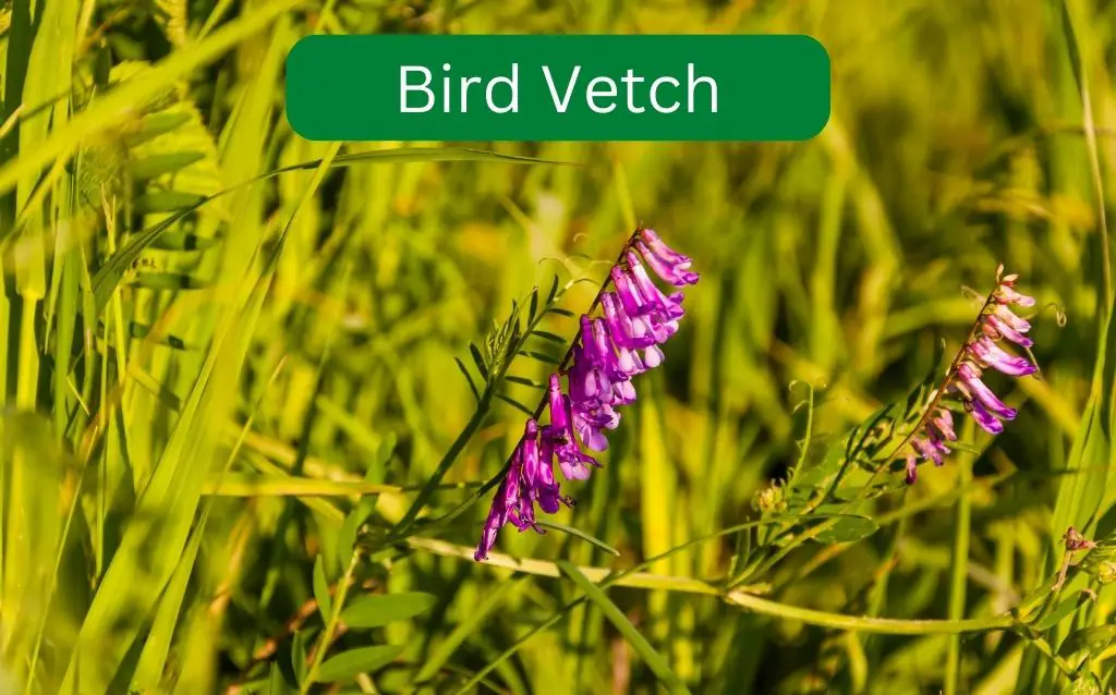 Bird Vetch pink purple blooms