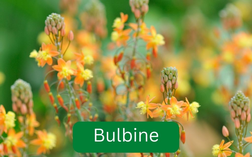 Delicate appearance of Bulbine flowers