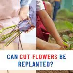 Can Cut Flowers Be Replanted?