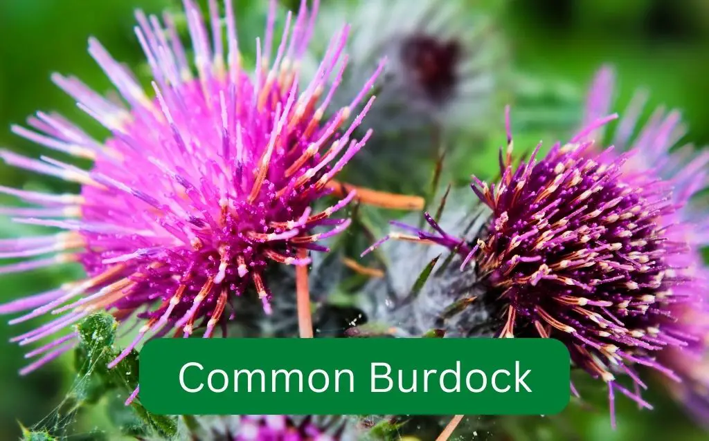 Common Burdock - native varieties of thistle family