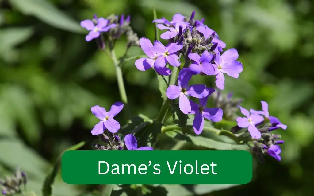 Biennial weed - Dame's Violet